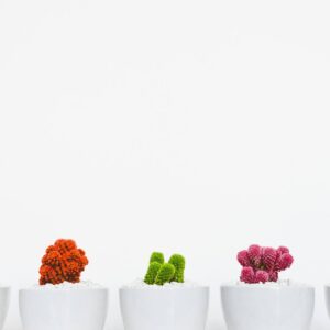 Mini San Pedro Cactus